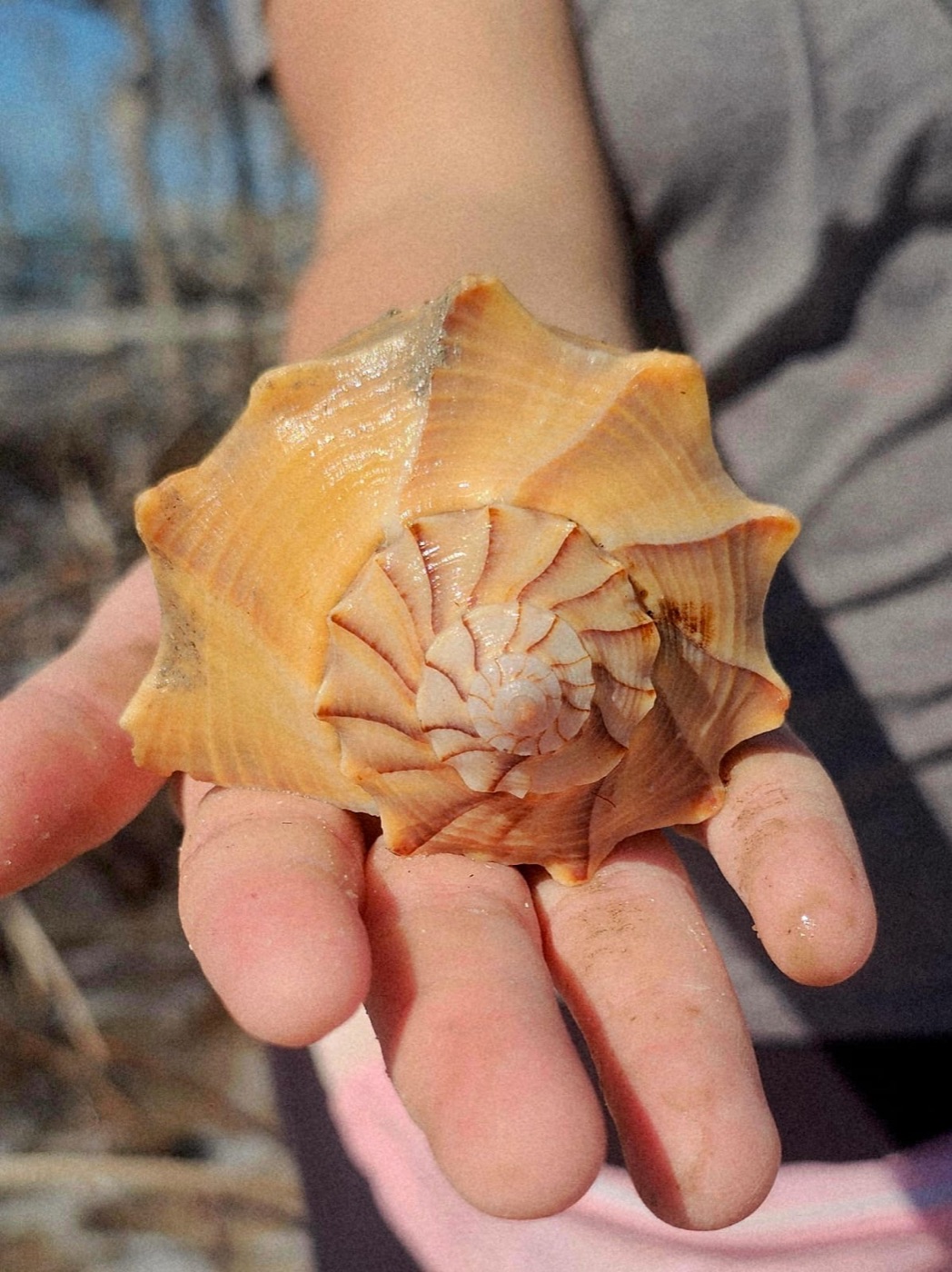 Child holding a large lightning whelk shell