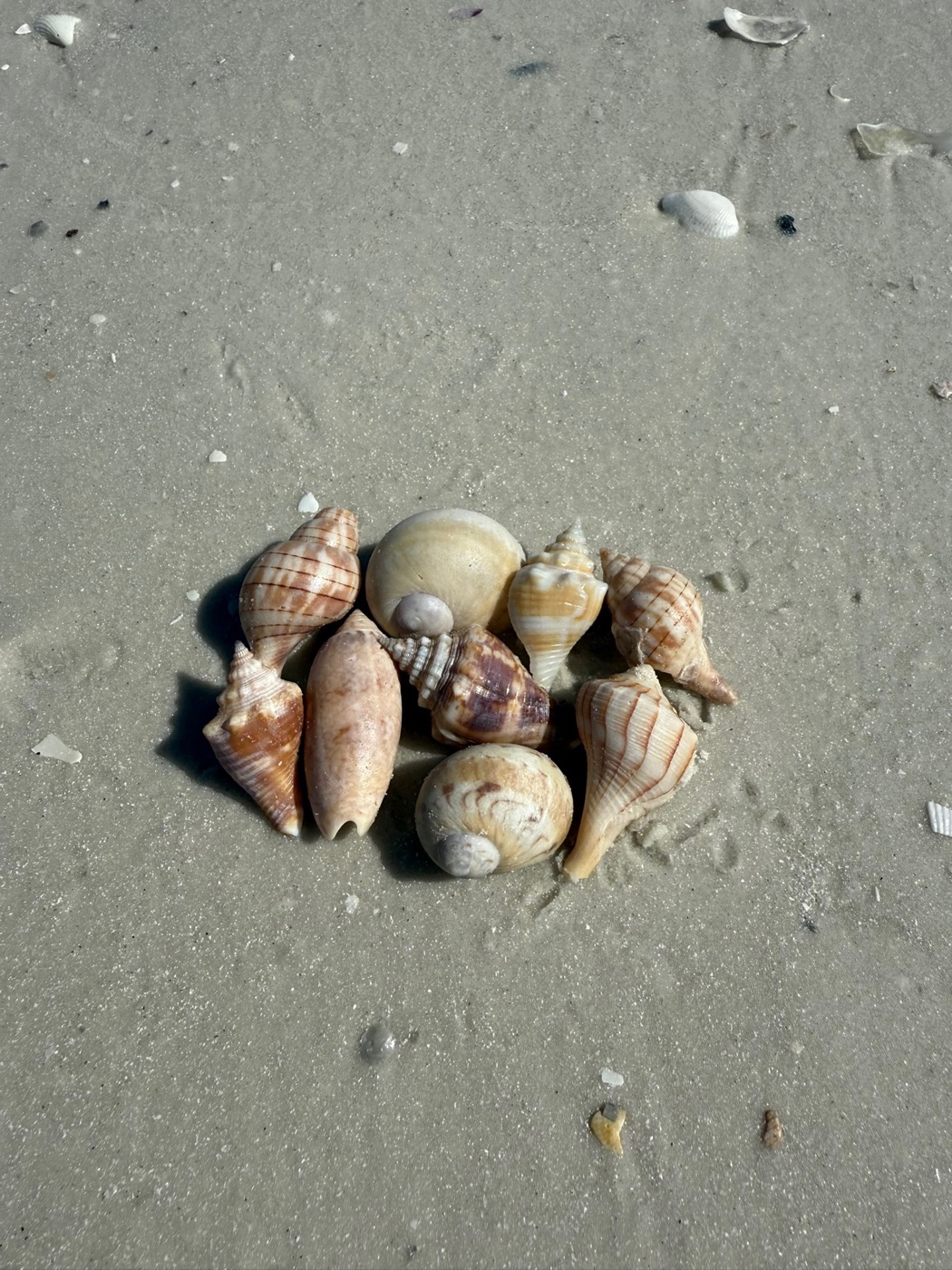 Beautiful arrangement of shells collected on a shelling tour