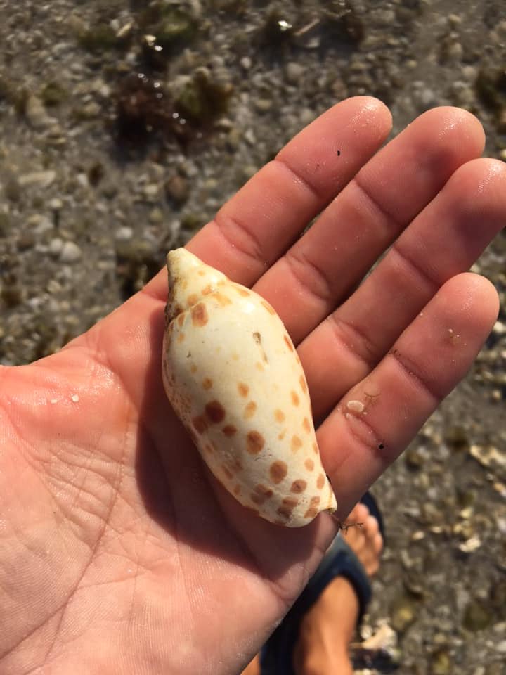 A guest cradling a perfect Junonia shell found on a Sand Dollar tour