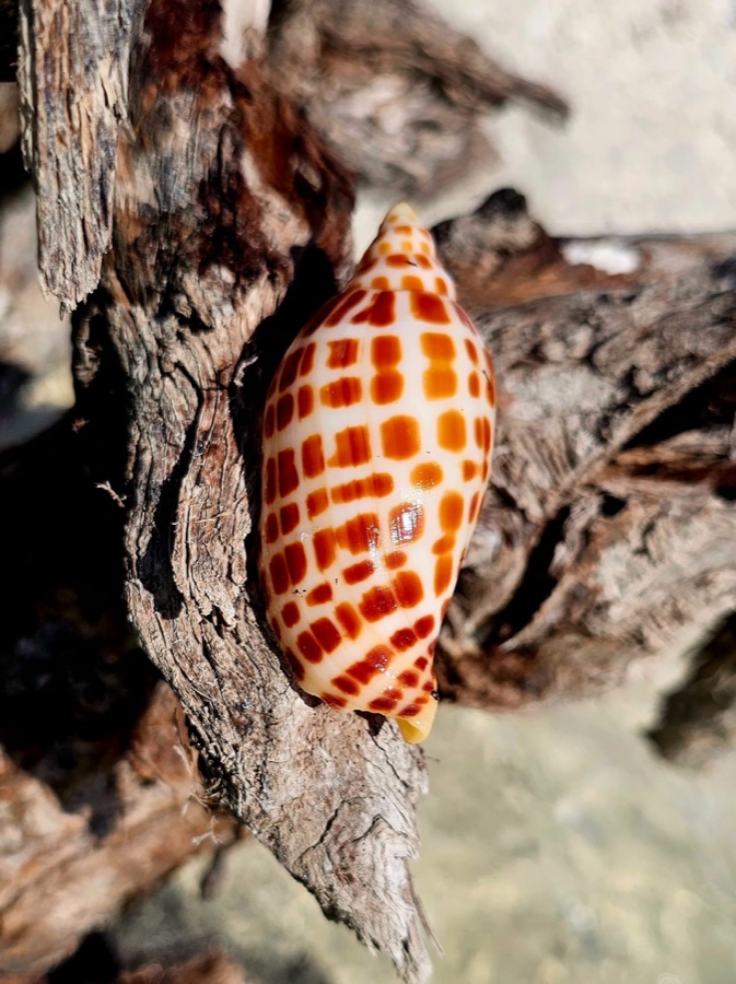A spotted Junonia shell resting on driftwood — the rarest find on Florida's west coast